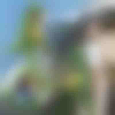 3D dinoszaurusz alakú hátizsák | DINOBACK